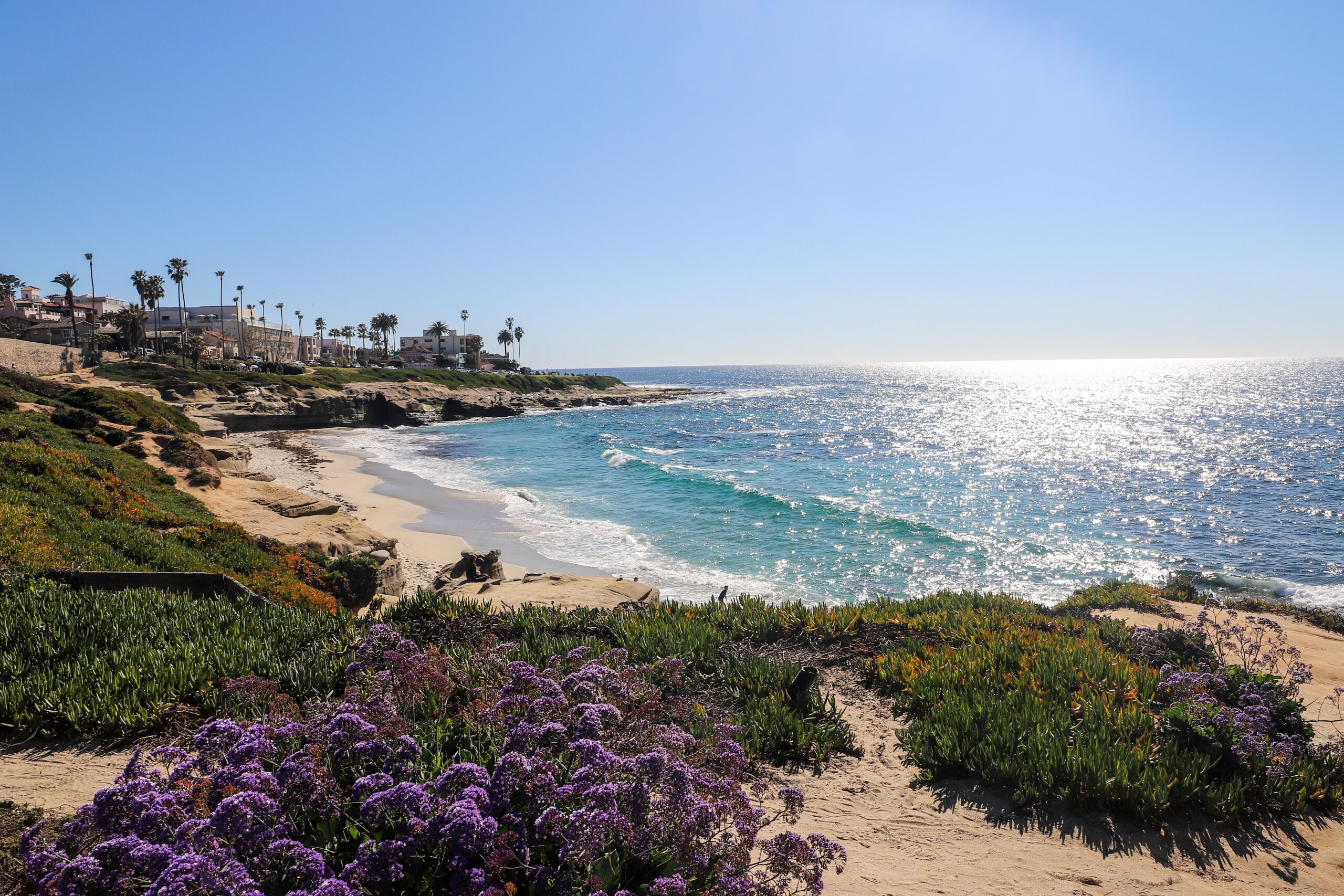 San,Diego,,La,Jolla,,Monument,Hill,,Windandsea,Beach,,Beach,Sunset, A coastal scene shows a sandy beach, purple flowers in the foreground, gentle waves, and houses along the shoreline under a clear, sunny sky.